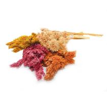 Capim Pinguelo Desidratado Buque Flores Secas