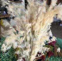 Capim Pluminha - Sempre vivas - Natural e Desidratado