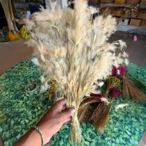 Capim Pluminha Sempre vivas Natural e Desidratado