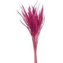 Capim Rabo de Esquilo Pink