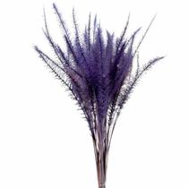 Capim Rabo de Esquilo Roxo