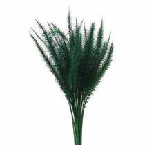 Capim Rabo de Esquilo Verde