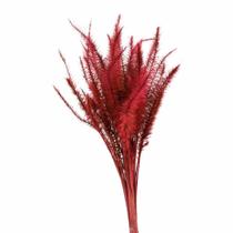 Capim Rabo de Esquilo Vermelho Capim Rabo de Esquilo Vermelho