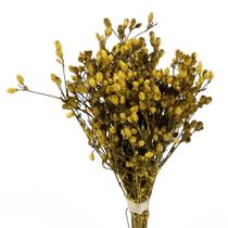 Capim Ramo Amarelo p/ Decoração