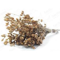 Capim Ramo Natural p/ Decoração Capim Ramo Natural p/ Decoração
