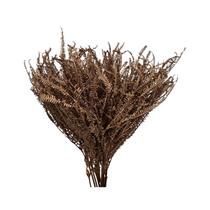 Capim Samambaia - Sempre vivas - Natural e Desidratado Capim Samambaia - Sempre vivas - Natural e Desidratado