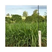 Capim Tanzania Panicum Maximum 10kg Sementes
