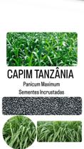 Capim Tanzânia / Panicum Maximum - 1kg de Sementes Inscrustadas