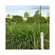 Capim Tanzania Panicum Maximum 1kg Sementes - Sementes Brasil