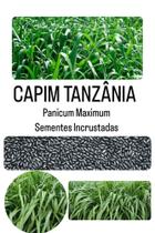 Capim Tanzânia Panicum Maximum - 20Kg de Sementes