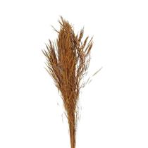 Capim Trigão Laranja Desidratado