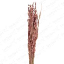 Capim Trigão Rosa Flor Desidratada Buque Flores Secas