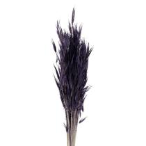 Capim Trigão Roxo Capim Trigão Roxo