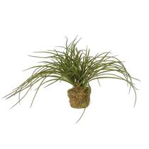 Capim Verde Capim Verde