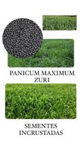 Capim Zuri Panicum Maximum - 10KG de Sementes Incrustadas