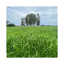 Capim Zuri Panicum Maximum 20kg Sementes Incrustadas - Sementes Brasil