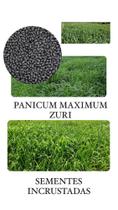 Capim Zuri Panicum Maximum - 5KG de Sementes Incrustadas
