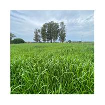 Capim Zuri Panicum Maximum 5kg Sementes