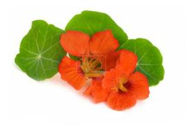 Capuchinha Anã Sortida - 50gr de Sementes/ Flores Comestíveis Capuchinha Anã Sortida - 50gr de Sementes/ Flores Comestíveis