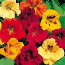 Capuchinha Hibrida Dobrada Alta Sortida - 1gr De Sementes/ Flores Comestíveis