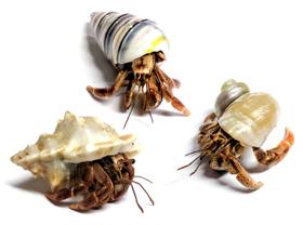 Caranguejos Ermitões Vivos Nature Gift Store 3 Pequenos com Conchas Caranguejos Ermitões Vivos Nature Gift Store 3 Pequenos com Conchas