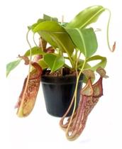 Carnívora Nepenthes máxima adulta