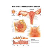 Cartaz de Anatomia Médica - Sistema Muscular Esquelético em HD para Decoração de Parede