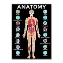 Cartaz, gráfico educacional, anatomia do sistema do corpo humano, 40x60cm Cartaz, gráfico educacional, anatomia do sistema do corpo humano, 40x60cm
