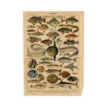 Cartazes Vintage com Estampa de Cogumelos, Frutas e Vegetais - Arte Botânica em Papel Kraft