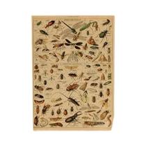 Cartazes Vintage com Estampa de Cogumelos, Frutas e Vegetais - Arte Botânica em Papel Kraft