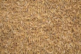 Casca de arroz natural 20 litros para forração, adubação e fabricação de bokashi