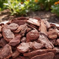 Casca de pinus natural semi polida decoraçao 10 litros Gold Plant