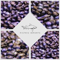 Cascalho de madrepérola