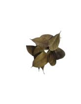 cataia folhas a granel folha desidratads de cataia kit 30 folhas cataia folhas a granel folha desidratads de cataia kit 30 folhas