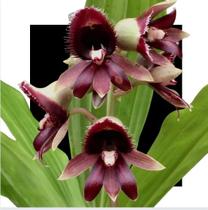 Catasetum ( Alex Pardo X Ciliatum )