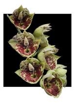 Catasetum Bound For Glory