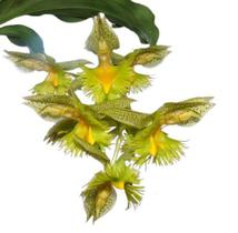 Catasetum Fimbriatum - Orquídea Epífita Nativa da América do Sul