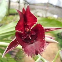 Catasetum Frimbriatum x Pilleatum Imperiallis - Variação nº 5 - Orquídea Híbrida