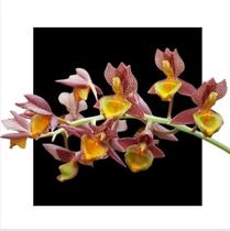 Catasetum Jumbo Tycoon