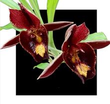 Catasetum ( Milton Luedy X John Burchett )