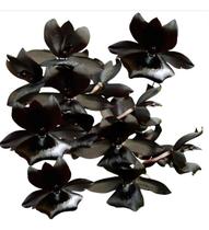 Catasetum Monnierana Millenium Magic - Pré Adulta