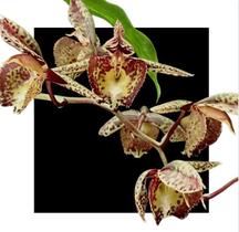 Catasetum ( Perosianum X Jamil Lawson Vinho )