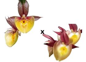 Catasetum ( Pileatum Aurantiacum X Susan Fuchs ) X Renato Fe