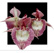 Catasetum ( ( Pileatum X Susan Fuchs ) X ( Pileatum Imperial