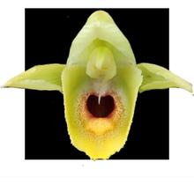Catasetum Schimidtianum X Pileatum Albo