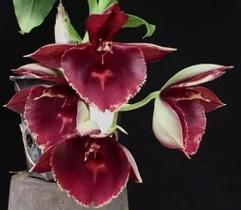 Catasetum Vermelha - Mudas Ofertas
