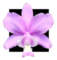 Cattleya A Brazilian Dream