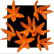 Cattleya Aurantiaca