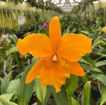 Cattleya BLC Chyong Guu Chaffinch Ta Hsin x BLC Orange Show Cloud Forest pré adulta (S087)