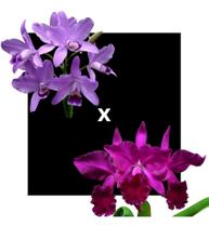 Cattleya (bowringeana Coerulia X Labiata Super Rubra